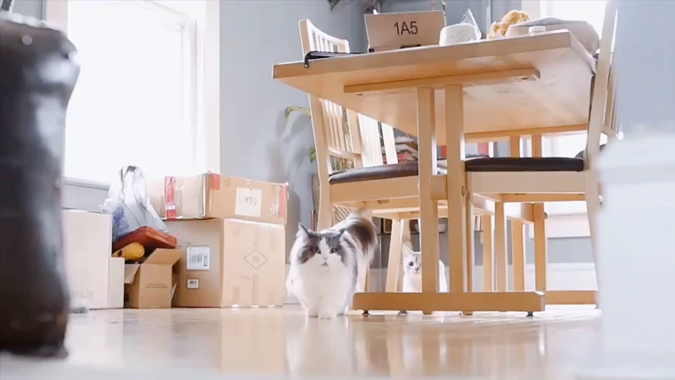 “宠物经济”也疯狂，利用腾讯广告营销热点