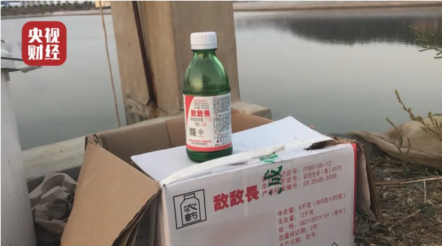 正是趣头条广告的海参苗培育期