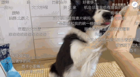 宠物品牌广告怎样借助哔哩哔哩达人推广营销？