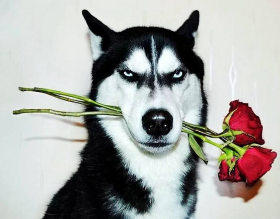 oppo信息流推广渠道效果怎么样？oppo信息流广告开户费用是多少？