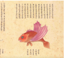 哔哩哔哩广告投放