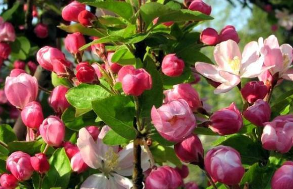 oppo信息流广告怎么投放？需要什么资质？