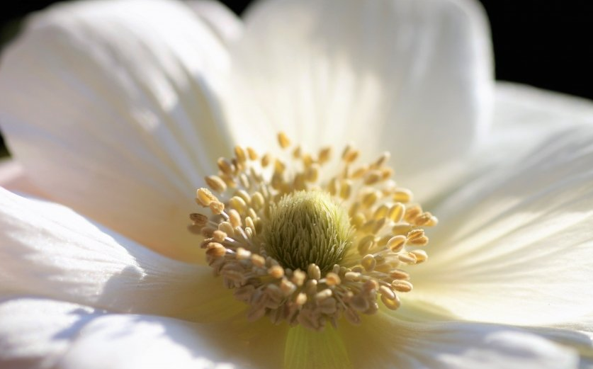 东方头条广告怎么收费？