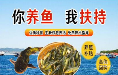 vivo广告大图素材