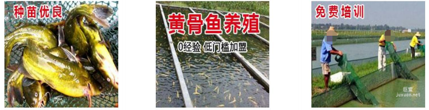 vivo广告组图素材